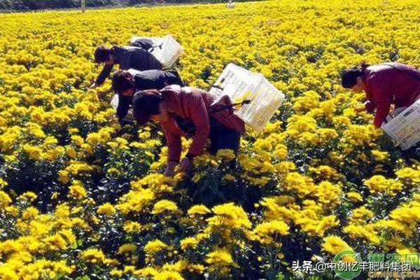 菊花怎么种植高产？（附管理要点）