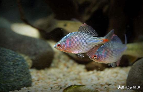 野外抓回来的这个原生鱼，适合水族新手，简单好养也好看