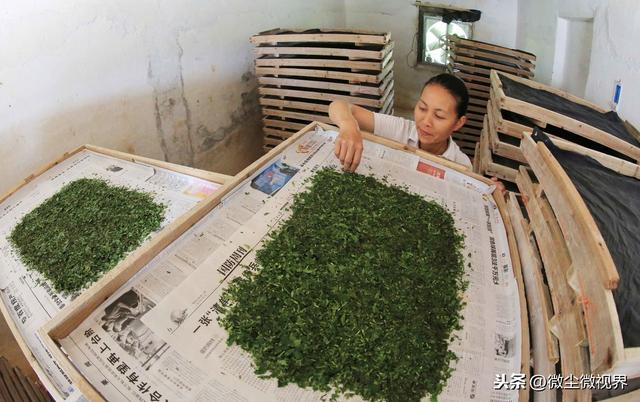 养蚕收蚁不当可使蚕茧产量下降20%以上，做好这7点可提高养殖收益