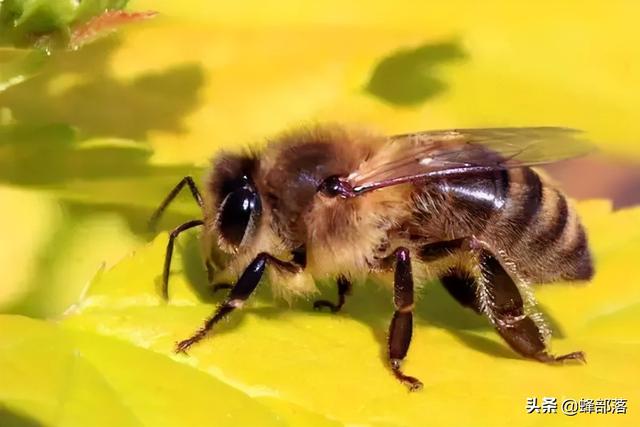 30米高空，最远狂飞18000米，蜜蜂交配为啥那么复杂？全程科学