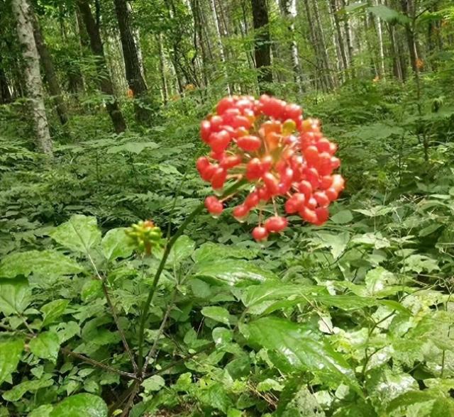 重磅曝光：长白山“守参蛇”真相揭秘！