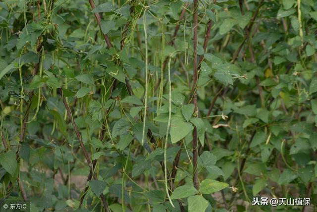 豇豆露地栽培技术