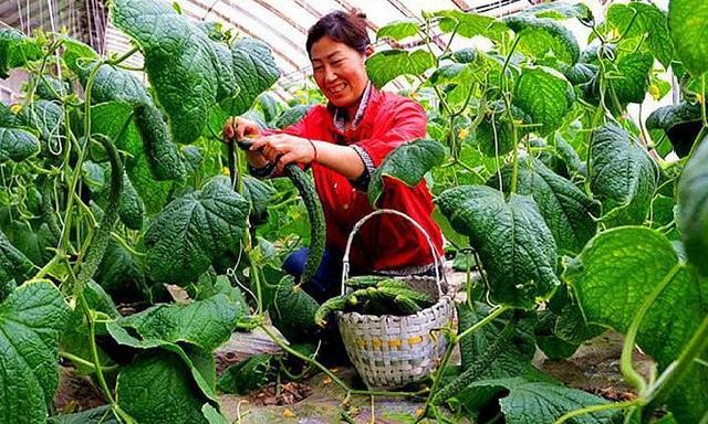 大棚种菜有高招，菜农们分享种植新经验，每年增产增收数万元！