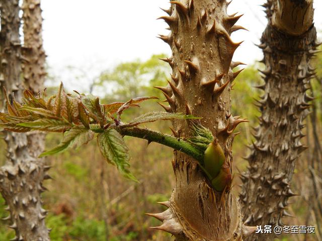 这个山野菜在东北春季最受欢迎，只有春季才能吃到，还出口到国外