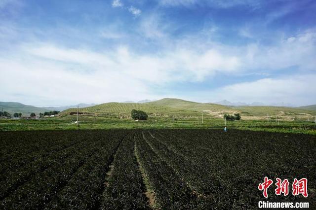 甘肃规模畜禽养殖场“遍地开花”农业污染排放量下降明显