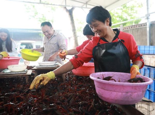 简阳小龙虾养殖规模已达1.5万余亩 小龙虾带动大产业