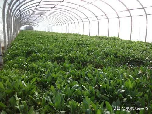 大棚能种植灵芝、野菜吗？有什么农作物比较适合大棚种植？