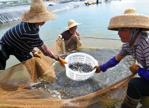 南美白对虾低密度土池精养放养标准及水质处理技巧