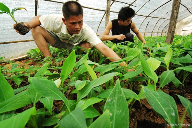 种植业国家扶持的项目有哪些