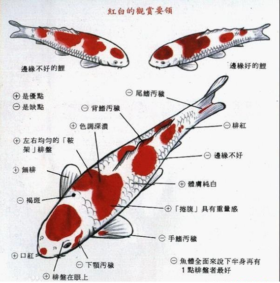 红白锦鲤介绍及鉴赏