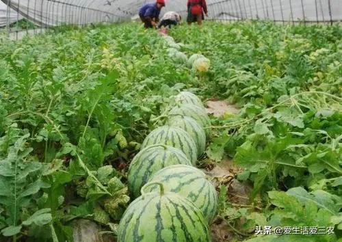 大棚能种植灵芝、野菜吗？有什么农作物比较适合大棚种植？