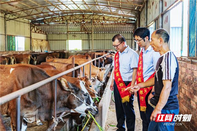 组图丨湖南东安：生态养殖助农增收