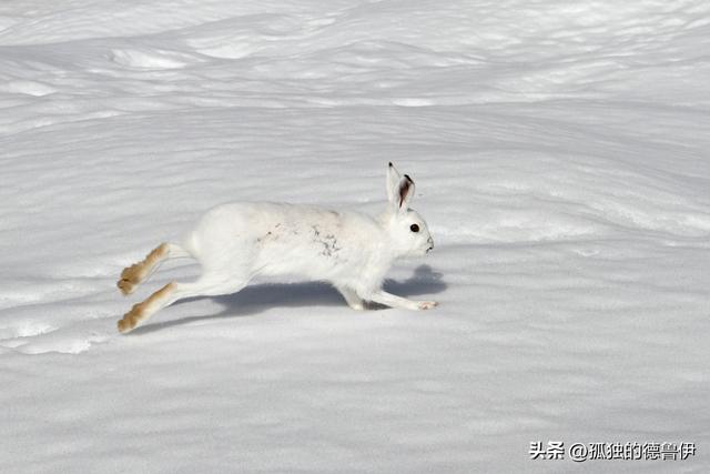 雪兔的神秘世界：在冰雪覆盖的高山中探寻生命奇迹