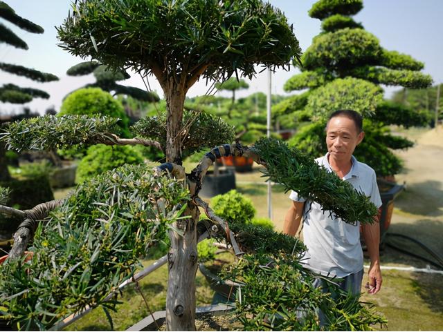 都说生意难做，但这个3万亩的花木之乡，亩均年产值竟达10万元