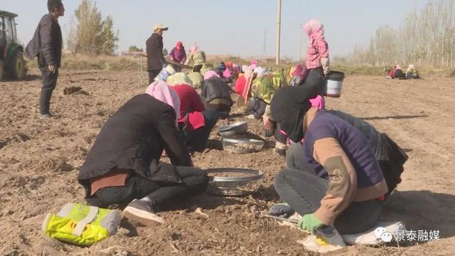 螺丝菜种植：在产业致富的道路上探索前行