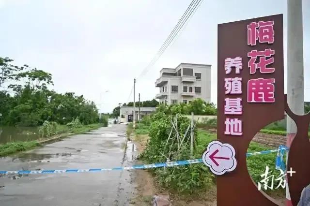 近期广东多地暴雨，养殖场纷纷受到影响，甚至出现鳄鱼出逃的情况