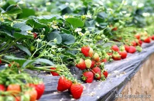 大棚能种植灵芝、野菜吗？有什么农作物比较适合大棚种植？