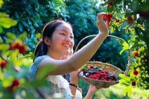 杨梅种植基地图片(这些地方的杨梅熟了，采摘约起来~)