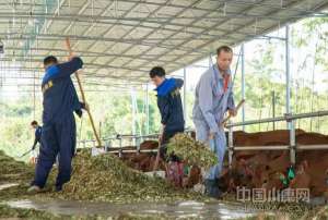 广东有黄牛养殖场(广东吴川：黄牛养殖产业助力乡村振兴)