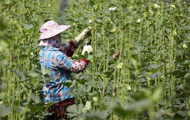 现代农业研究：河南早熟大蒜—长豇豆套种宜机化轻简化栽培模式