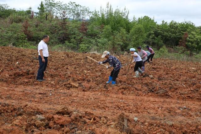 贵州黎平：“牛司令”吴国邦种植百亩巨菌草念好养牛经