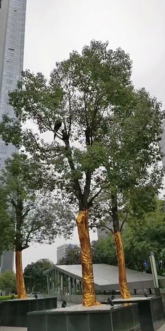 一只奇异大鸟落在南宁路边的树上几天不动，居民担心地叫来救护人员以后……