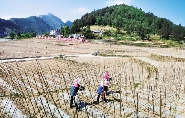 现代农业研究：河南早熟大蒜—长豇豆套种宜机化轻简化栽培模式