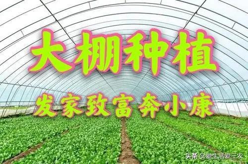 大棚能种植灵芝、野菜吗？有什么农作物比较适合大棚种植？