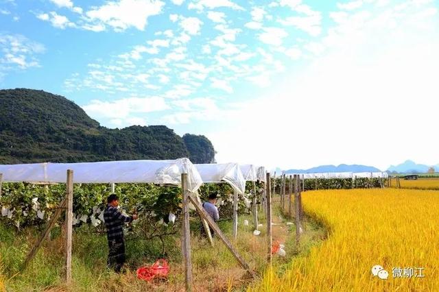 新鲜！本地冬季葡萄“上架”