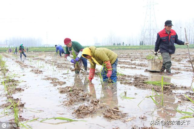 茭白种植过程中，农民朋友避免错误，掌握技巧，才能提品增产