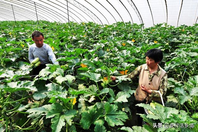 这种傻瓜式发酵肥料的方法火了，很多人纷纷效仿，效果一级棒