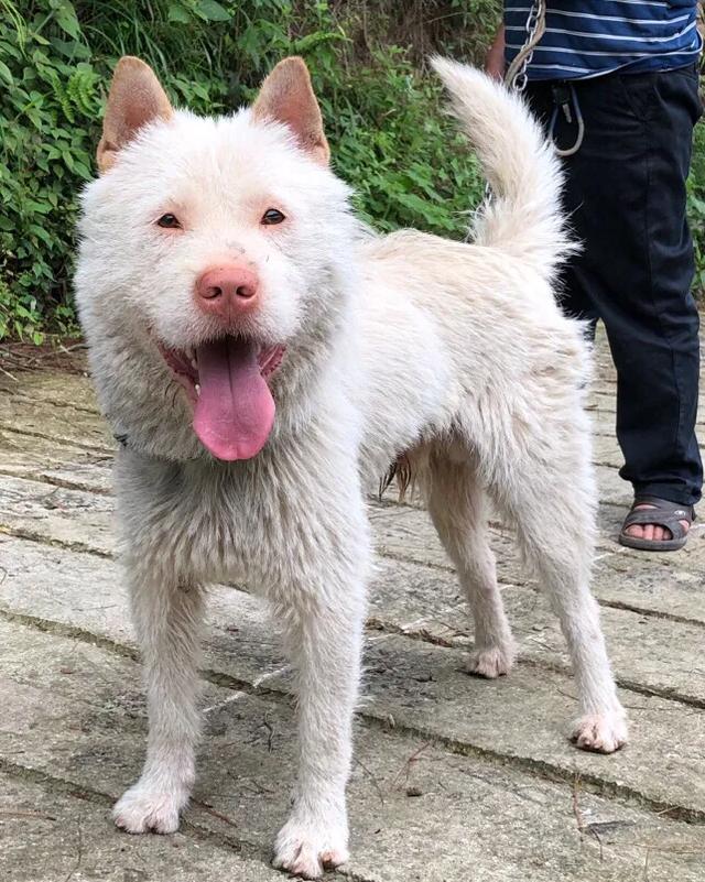 教你挑选猎性好的下司犬狗狗（其他犬类通用）