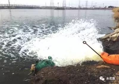 水花育苗系统流程及饲养实用方法