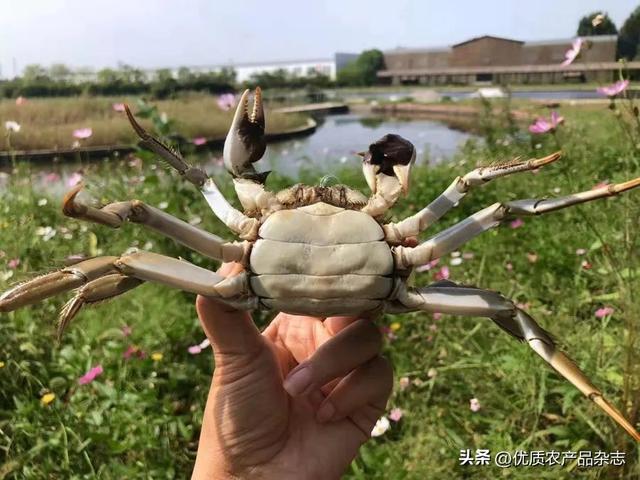 “蟹天蟹地”蟹来了：七里海河蟹“爬上”全国餐桌