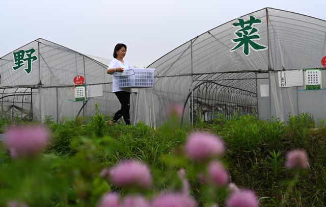 （经济）贵州黄平：野菜驯化种植催生农业新业态