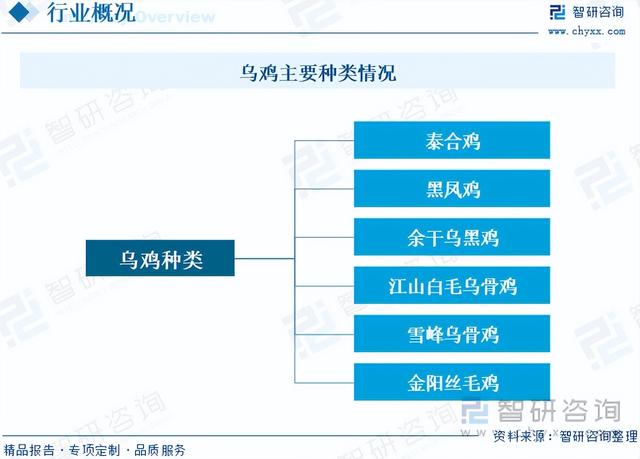 智研咨询重磅发布！2023年乌鸡养殖行业市场分析报告