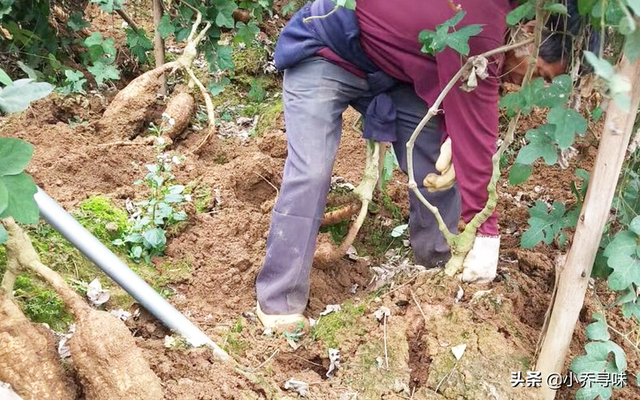 这种植物山里随处可见，如今卖80元1斤，掌握种植规范，产量高