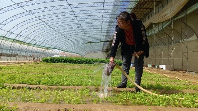 “芹”劳致富日子甜