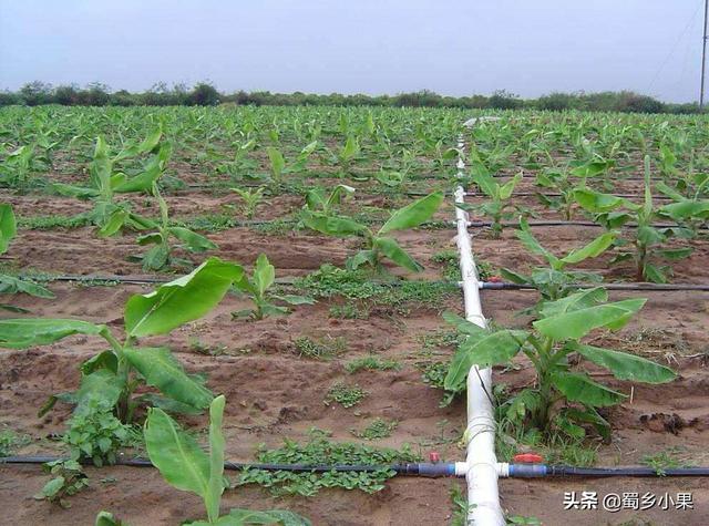 适宜香蕉生长的五大环境条件！种不出香蕉的地区就缺乏某个因素