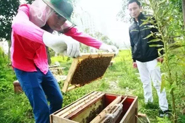 黎九洲：土蜂养殖没那么简单，这六点有一点没做好就完了！