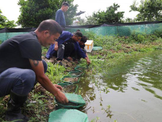 300万只澳洲淡水龙虾“落户”湖南大通湖