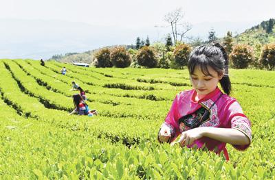 产业致富忙 法治添保障