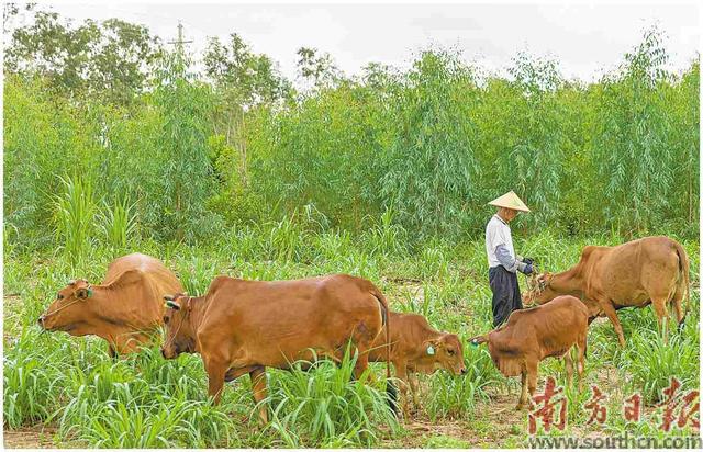 农技人才助力黄牛养殖“牛”起来