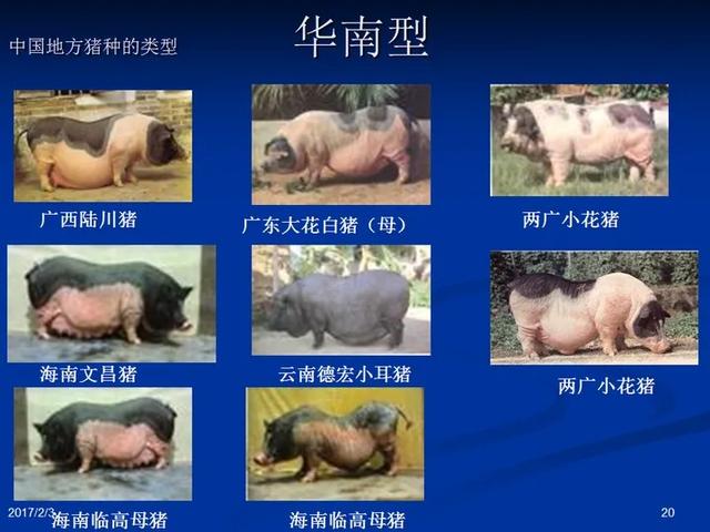 猪一直养着不杀能长多大？2200斤猪王皈依佛门，央视还拍了纪录片