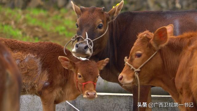 “中国黑山羊之乡”如何尽全力啃“深贫”硬骨头？