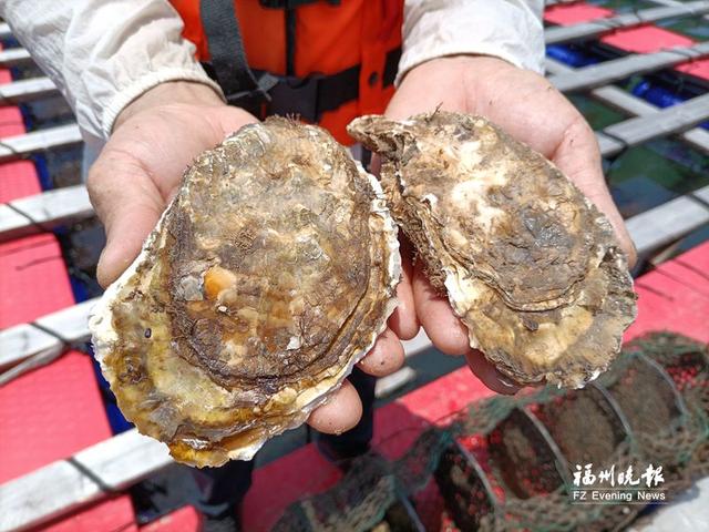 央视点赞福州“蚝”连江推广深远海养殖三倍体牡蛎模式