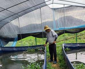 特种养殖水蛭(阳新刘冲村：水蛭养殖走出别样“蛭”富路)