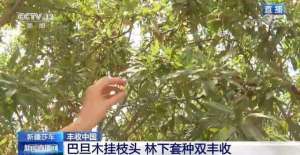 巴达木种植(新疆莎车巴旦木挂枝头 林下套种实现双丰收)