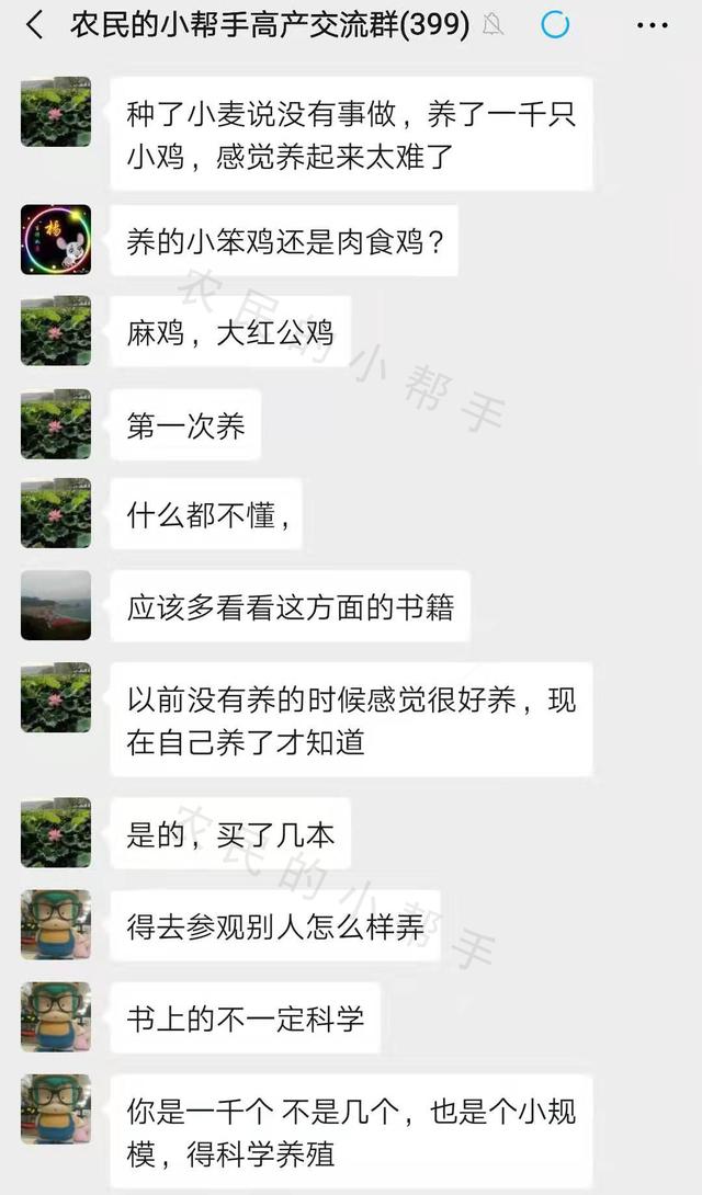 小麦种完没事做，养1000只小鸡，3个月后卖掉，净利润有多少？