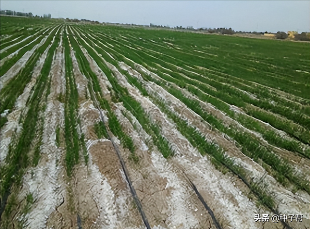 盐碱地、涝地种什么绿肥？田菁开垦荒地的“先锋作物”，生长快